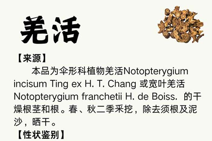 每周一藥 | 解表藥 | 羌活