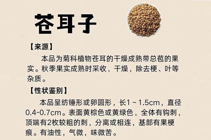 每周一藥 | 解表藥 | 蒼耳子